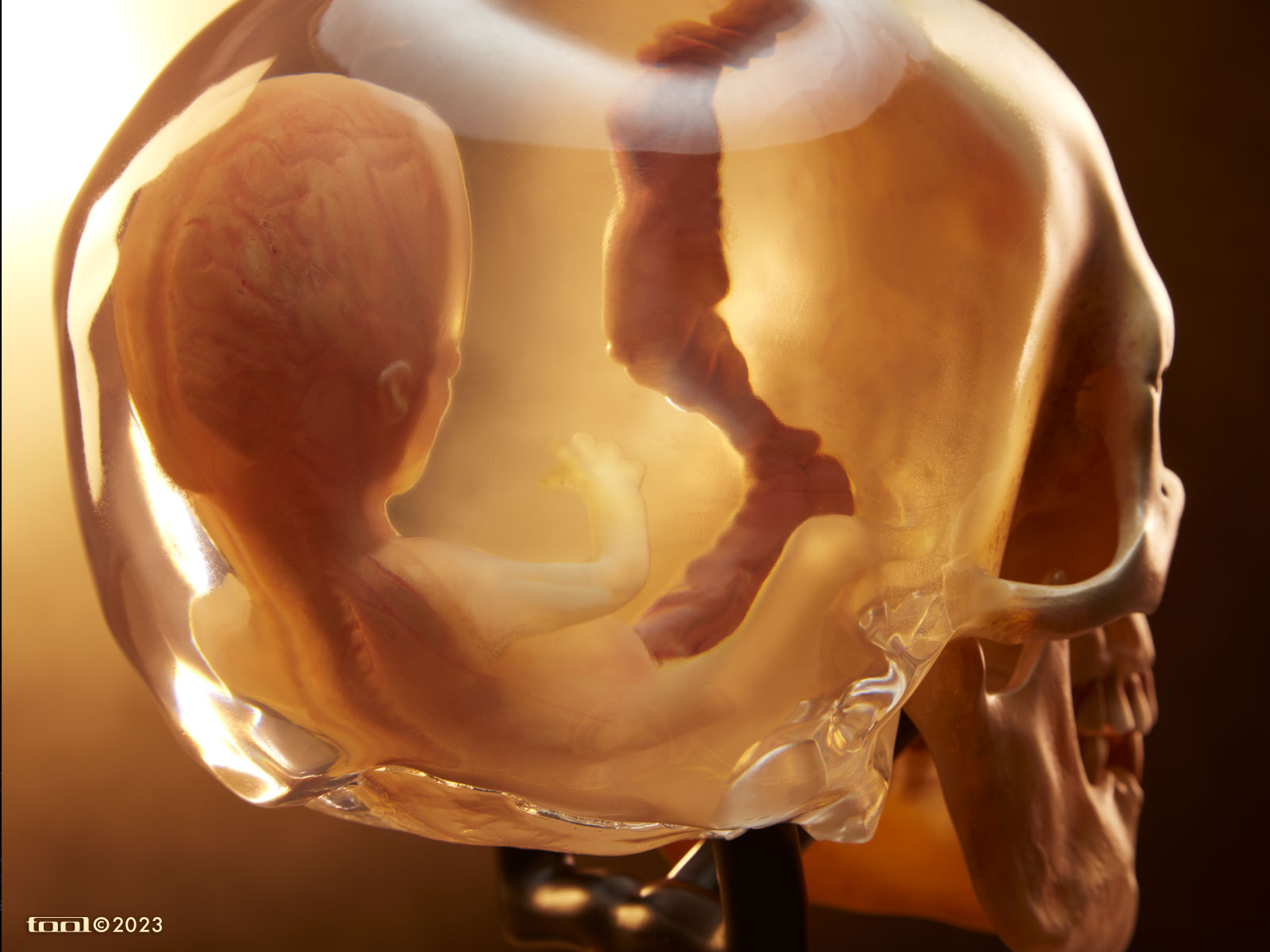 Tool Fetus in Skull scultura polystone 1:1 LED numerata